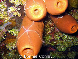 Night dive Grand Cayman.  Photo taken with a Canon SD550. by Bonnie Conley 